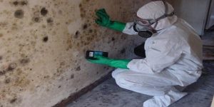 Mold Inspection in Homes