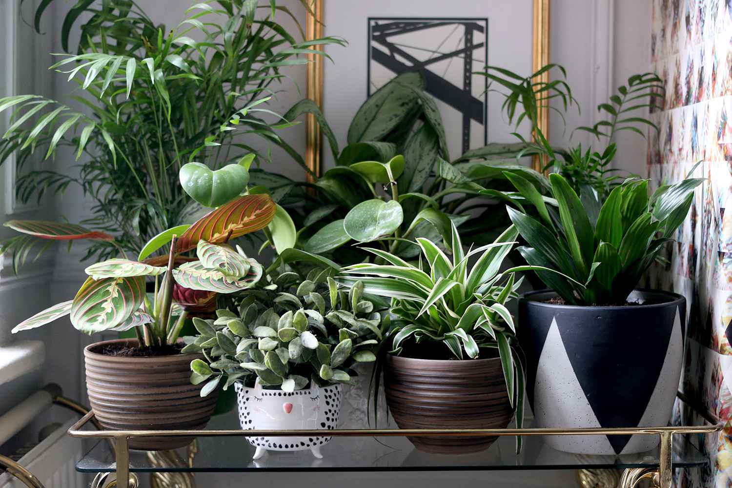 What about some greenery around your home?