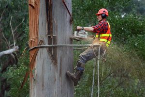 Best Tree Doctor