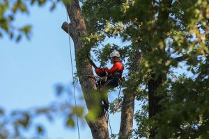 tree arborist