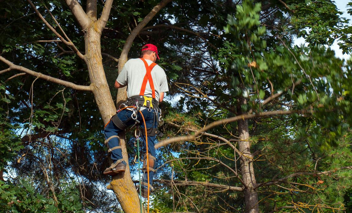 tree surgeons in Great Easton