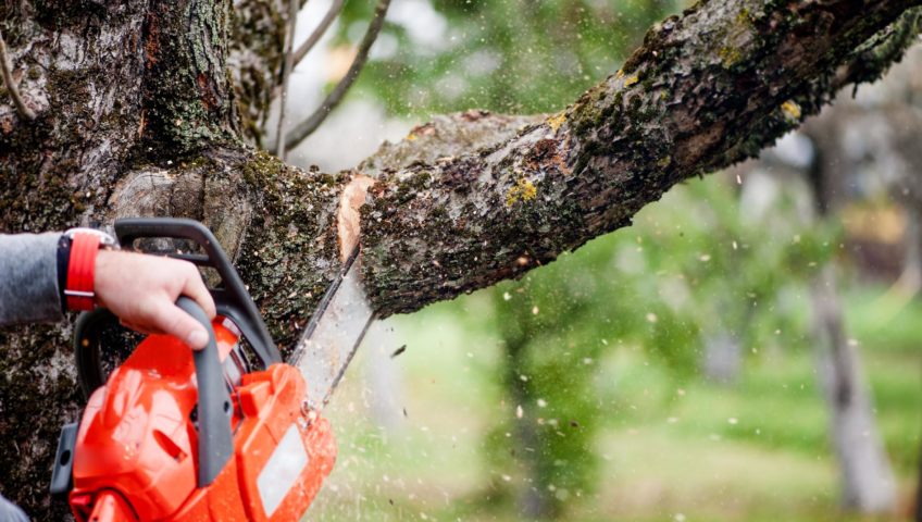 tree service near me