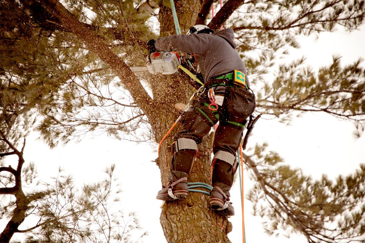 How To Tell What Type of Tree I Have