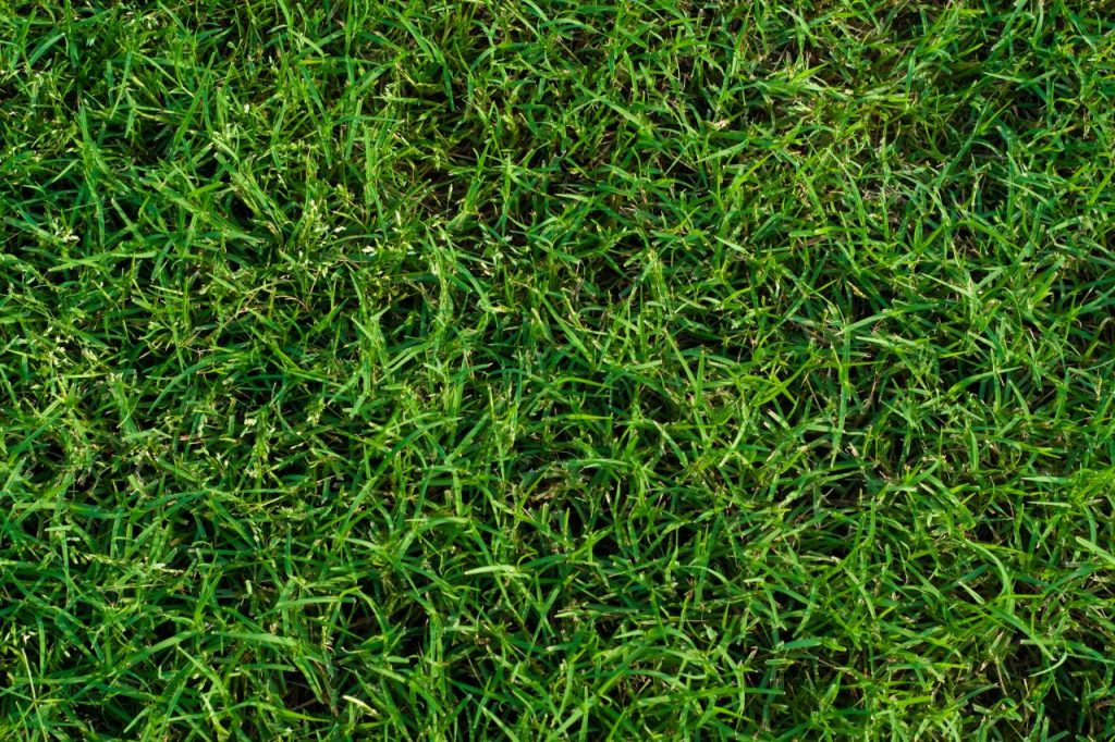 Bermuda grass